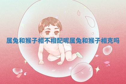 属兔和猴子相不相配呢_ ? 属兔和猴 ⛹ 子相克吗